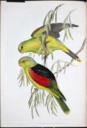 アカミミズナギドリ（Aprosmictus Erythropterus）（手彩色リトグラフ