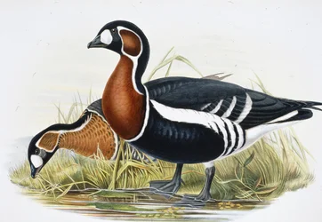 赤い胸のガチョウ（Bernicla Ruficollis（手彩色のリトグラフ