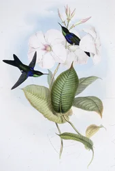 Refulgent Panoplites (Thalurania Refulgens) (手彩色リトグラフ)