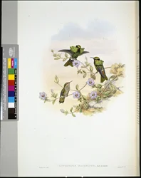 ロライマ・コケット（lophornis pavoninus）（手彩色リトグラフ