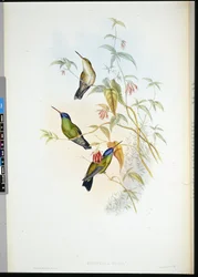 アカハラヒラメ（selasphorus rufus）（手彩色リトグラフ