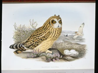 ヒメアオハクチョウ（Brachyotus Palustris）（手彩色リトグラフ