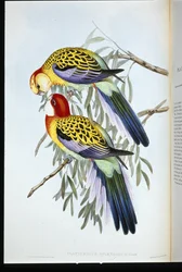 スプレンディッド・インレー（palatycercus Splendidus）（手彩色リトグラフ
