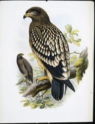 マダラワシ（Aquila Naevia）（手彩色のリトグラフ