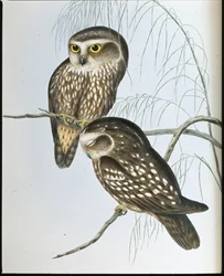 斑入りフクロウ（Athene Maculata）（手彩色リトグラフ
