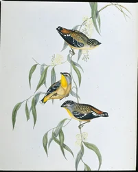 斑入りパーダローテ（Pardalotus Punctatus）（手彩色リトグラフ