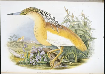 アオサギ（Buphus Comatus）（手彩色リトグラフ