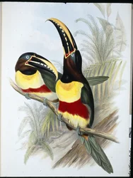 硫黄と白の胸のオオハシ（Ramphastos Vitellinus）（手彩色のリトグラフ