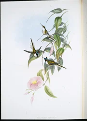 サンジェム（Heliacctin Cornuta）（手彩色リトグラフ
