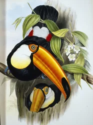 Toco Toucan (Ramphastos Toco) （手彩色リトグラフ