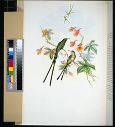 トレインベアラー（lesbia eucharis）（手彩色リトグラフ