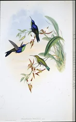Veraguan Panoplites (Talurania Venusta) (手彩色リトグラフ)