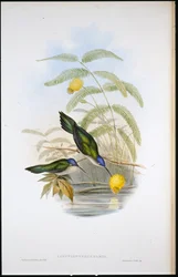 クサビオサーベルハチドリ (Campylopterus Pampa)