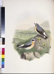 ホイートア（Oenanthe oenanthe）（手彩色リトグラフ版