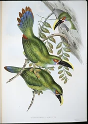 ホワイトバンドグルーブビルオオハシ（Aulacoramphus Albivitta）（手彩色リトグラフ