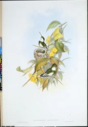ホワイトスロート（Leucochloris Albicollis）（手彩色のリトグラフ版