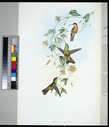 ユカタン・アマージリ（amazilia yucatanensis）（手彩色リトグラフ