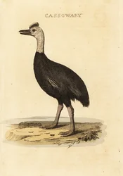 南ヒクイドリ、Casuarius casuarius