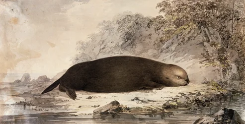 ラッコ、ジョン・ウェバー（1750-1793）がジェームズ・クックの第3回航海中に描いた絵を元にした彫刻。