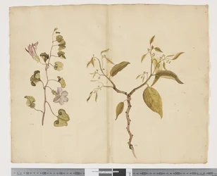 F.13 Ipomea Pes、ヤギ。 Celtis paniculata、c.1790-95（紙に水彩とインク）