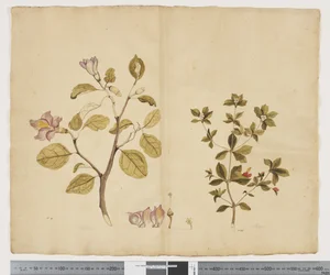 F.15ラグナリア・パテルソニア; Alyxia gynopogon、c.1790-95（紙に水彩とインク）