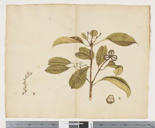 F.19 サモラス・レペンス。 Baloghia lucida、c.1790-95（紙にインクと水彩）