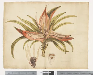 F.1 Freycinetia baueriana、c.1790-95（紙に水彩とインク）