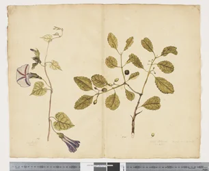 F.24 Ipomoea congesta; Elaeodendron curtipendulum、c.1790-95（紙に水彩とインク）