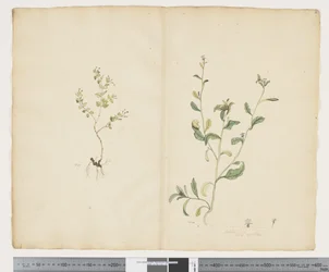 F.25 Euphorbia sparrmannii; Lobelia alata、c.1790-95（紙に水彩とインク）