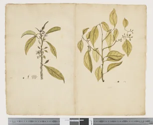 F.2 暗い近視; ケルトの円錐花序、1790～95年頃（紙に水彩とインク）