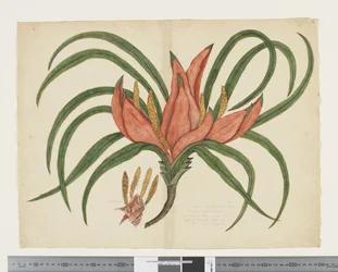 F.36 Freycinetia baueriana、c.1790-95（紙に水彩とインク）