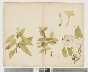 F.6 ウィクストロミア・オーストラリス; Ipomea、c.1790-95（紙に水彩とインク）