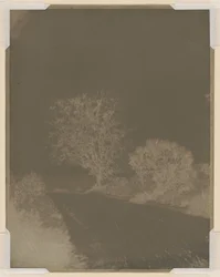 道端の木