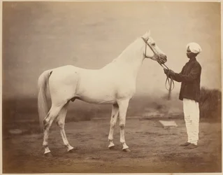 中将フレデリック・スレイ・ロバーツ卿の馬、「ボノレル」、1885年頃