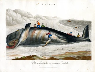 グリーンランドクジラまたはコモンクジラ