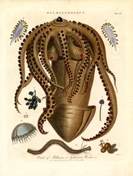 Helminthology;Plate III - 軟体動物門またはゼラチン質の虫目