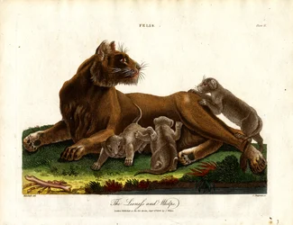 雌ライオンと子ライオン（Felis;Plate II）