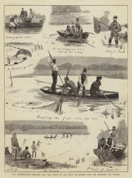 テムズ川のストッキングのためのブッシーパークの池での魚の保護、コイ、テンチの網