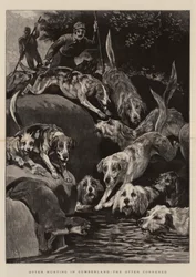 カンバーランドでのカワウソの狩猟、カワウソの追い詰め