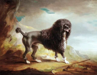 A Clipped Water Spaniel（油彩・キャンバス