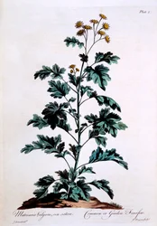 一般的なまたは庭のナツシロギク、「イギリスの薬草」からのイラスト、1770年3月