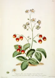 ストロベリー: 楕円形の槍の形をした粗い葉と、「The British Herbal...」の楕円形の果実