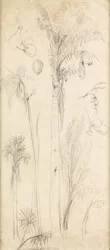 ヤシの木（紙に鉛筆）