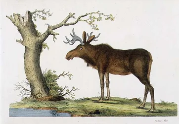 Cervus Alces（ヘラジカ）（リトグラフ）