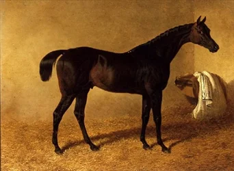 ルーズボックスに入ったダークベイの競走馬「Dr Syntax」。
