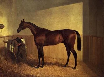 ルースボックスに入れられたベイの競走馬「ザ・メリーモナーク