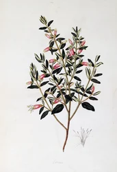 コレア・リフレクサ、ジョン・フレデリック・ミラー (1759-1796) 作
