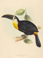 オスクラント・トゥーカン Ramphastos osculans。クリエイタージョン・グールド、エリザベス・グールド