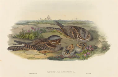 Caprimulgus europaeus ヨタカ。 作成者: ジョン・グールド、ヘンリー・コンスタンティン・リヒター。