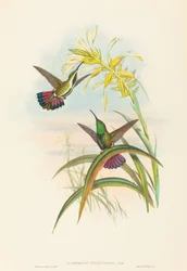 Lampornis veraguensis Veraguan マンゴー。 作成者: ジョン・グールド、ヘンリー・コンスタンティン・リヒター。